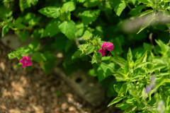 Bumblebee_Feeding