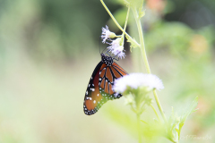 Butterfly_Feeding