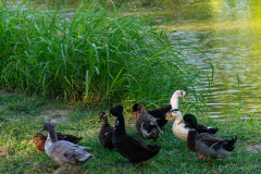 Ducks_Waiting_For_Breakfast
