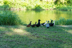 Flock_Of_Ducks
