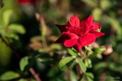 Bokeh_Hospital_Red_Flower