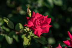 Hospital_Red_Flower