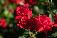 Hospital_Red_Flowers