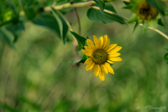 Yellow_Sunflower