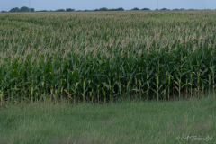 Grass_To_Corn